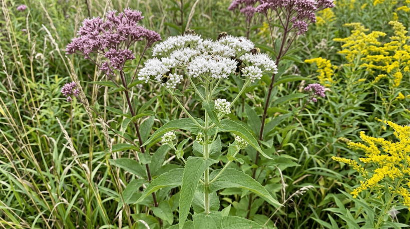 Boneset